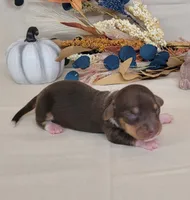 AKC Harriet purebred Miniature Dachshund , a female Miniature Dachshund for sale in Laurel, IN – 1 of 4