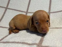 AKC Willie *Delivery Available*, a male Miniature Dachshund for sale in Laurel, IN – 4 of 4