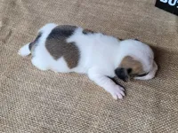 Jinx purebred JRT , a female Jack Russell Terrier for sale in Laurel, IN – 5 of 6
