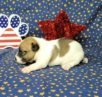 "Pyro" CKC Registered male, a male Jack Russell Terrier for sale in Laurel, IN – 5 of 8