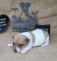 JoJo CKC *delivery available*, a female Jack Russell Terrier for sale in Laurel, IN – 5 of 6