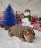 Vixen AKC Reg, a female Miniature Dachshund for sale in Laurel, IN – Photo 6 of 6