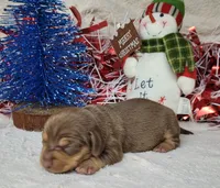 Vixen AKC Reg, a female Miniature Dachshund for sale in Laurel, IN – Photo 2 of 6