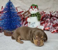 Vixen AKC Reg, a female Miniature Dachshund for sale in Laurel, IN – Photo 3 of 6