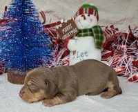 Vixen AKC Reg, a female Miniature Dachshund for sale in Laurel, IN – Photo 5 of 6