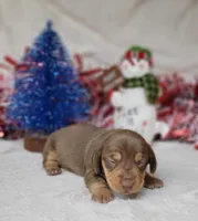 Vixen AKC Reg, a female Miniature Dachshund for sale in Laurel, IN – Photo 1 of 6