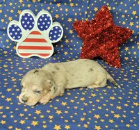 AKC Lexi Dapple female, a female Miniature Dachshund for sale in Laurel, IN – 4 of 6