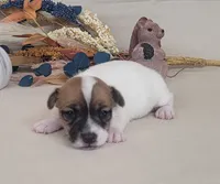 Tara purebred JRT *Delivery available*, a female Jack Russell Terrier for sale in Laurel, IN – 3 of 5