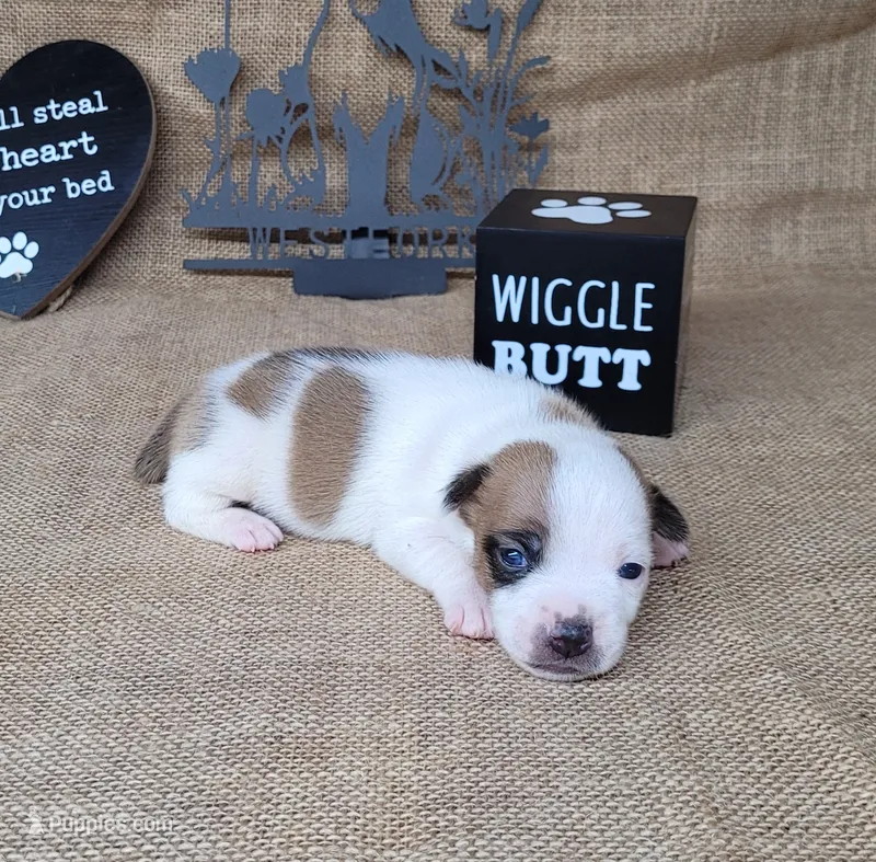 Jax purebred *Delivery available* – Jack Russell Terrier puppy for sale in Laurel, IN