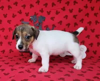 Pringle female *delivery available*, a female Jack Russell Terrier for sale in Laurel, IN – 4 of 10