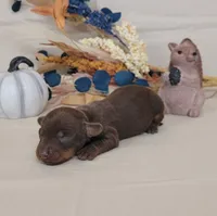 AKC Hank purebred , a male Miniature Dachshund for sale in Laurel, IN – 3 of 3