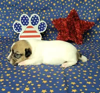 Pringle female *delivery available*, a female Jack Russell Terrier for sale in Laurel, IN – 2 of 7