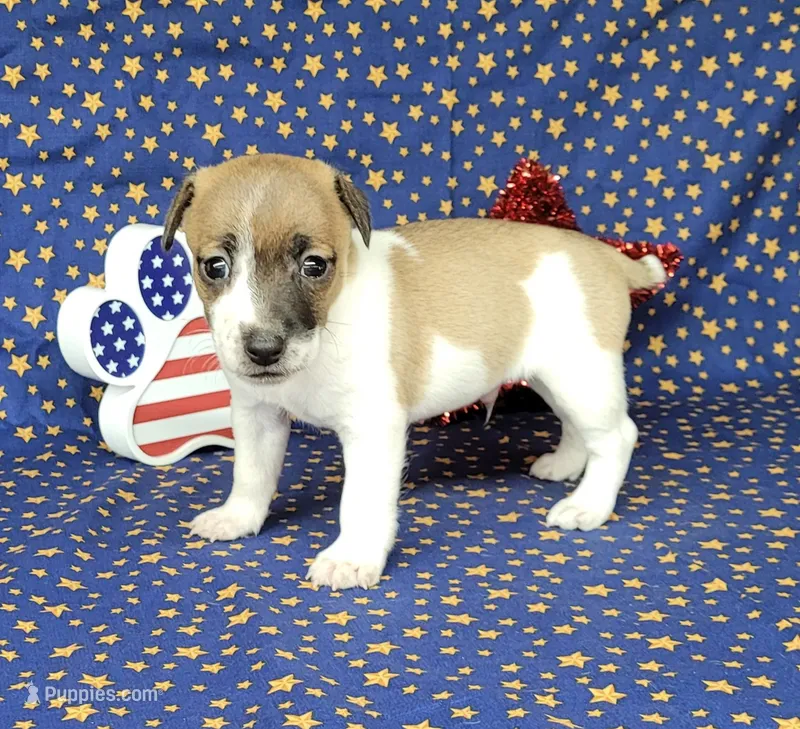 Rebel *Delivery available* – Jack Russell Terrier puppy for sale in Laurel, IN