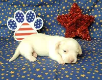 AKC Laci Cream female, a female Miniature Dachshund for sale in Laurel, IN – 7 of 8
