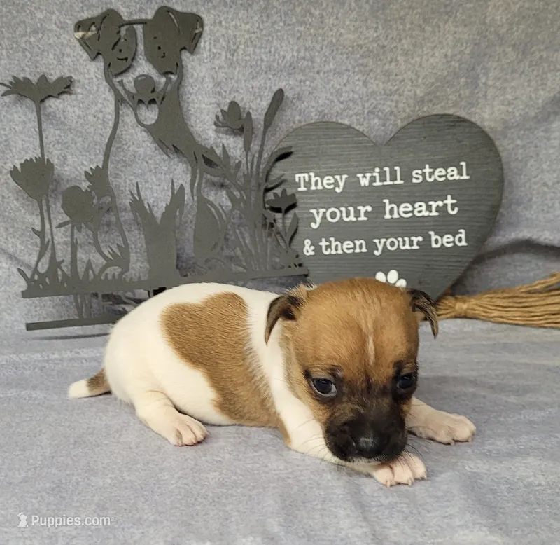 Jude purebred JRT – Jack Russell Terrier puppy for sale in Laurel, IN