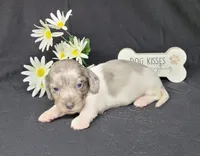 Celia dapple piebald AKC, a female Miniature Dachshund for sale in Laurel, IN – Photo 3 of 5