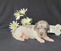 Celia dapple piebald AKC, a female Miniature Dachshund for sale in Laurel, IN – Photo 4 of 5