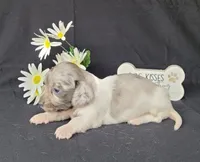 Celia dapple piebald AKC, a female Miniature Dachshund for sale in Laurel, IN – Photo 2 of 5