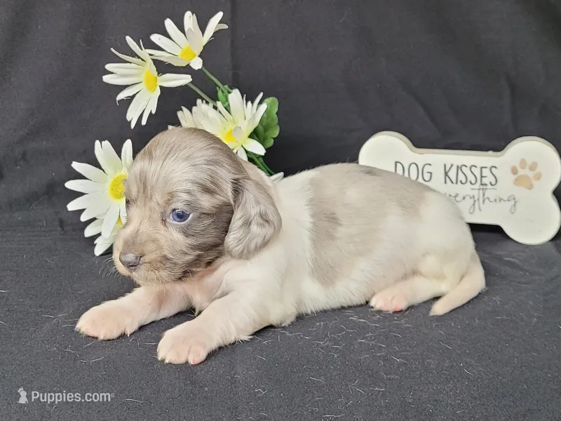 Celia dapple piebald AKC – Miniature Dachshund puppy for sale in Laurel, IN
