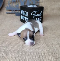 Rebel *Delivery available*, a male Jack Russell Terrier for sale in Laurel, IN – 3 of 8