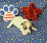 CKC "Pilot" Delivery available , a male Jack Russell Terrier for sale in Laurel, IN – 7 of 8