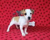 Jinx purebred JRT , a female Jack Russell Terrier for sale in Laurel, IN – 4 of 8