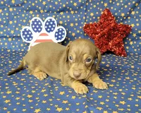 Cora AKC *Delivery*, a female Miniature Dachshund for sale in Laurel, IN – 2 of 6