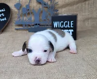 Jinx purebred JRT , a female Jack Russell Terrier for sale in Laurel, IN – 4 of 6