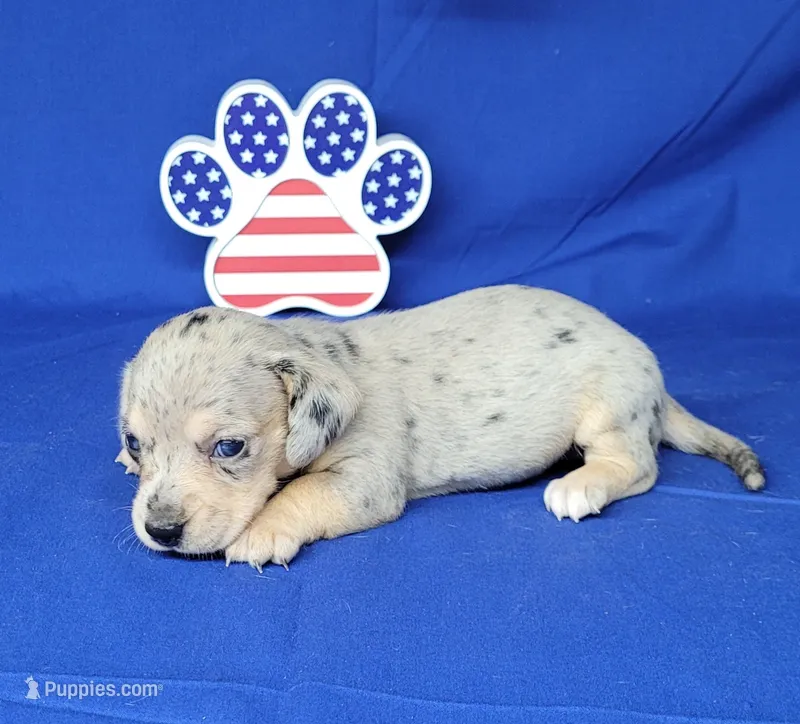 AKC Lexi Dapple female – Miniature Dachshund puppy for sale in Laurel, IN