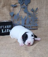 Paige CKC Registered , a female Jack Russell Terrier for sale in Laurel, IN – 2 of 6