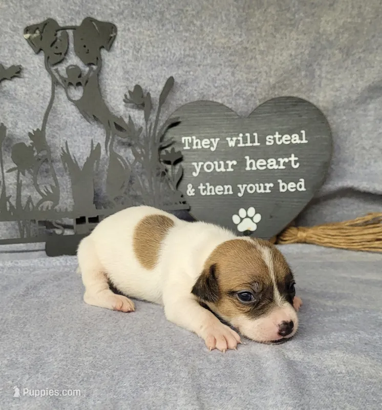 Racer CKC purebred *Delivery* – Jack Russell Terrier puppy for sale in Laurel, IN