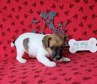 Roxi CKC female Delivery available , a female Jack Russell Terrier for sale in Laurel, IN – 6 of 8