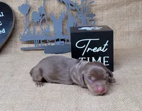 Cora AKC *Delivery*, a female Miniature Dachshund for sale in Laurel, IN – 4 of 4