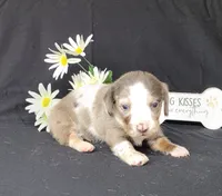 Cissy Dapple piebald AKC, a female Miniature Dachshund for sale in Laurel, IN – Photo 3 of 6
