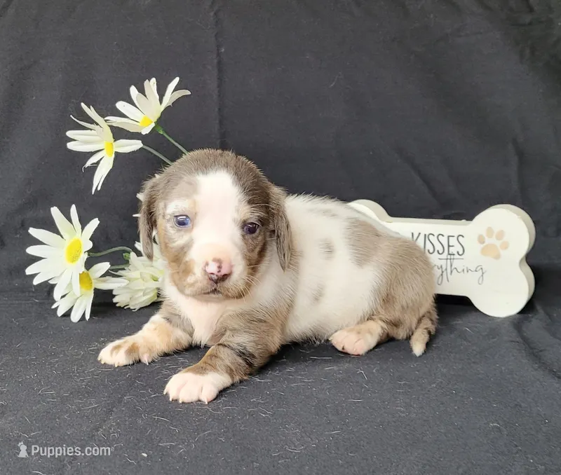 Cissy Dapple piebald AKC – Miniature Dachshund puppy for sale in Laurel, IN