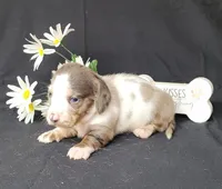Cissy Dapple piebald AKC, a female Miniature Dachshund for sale in Laurel, IN – Photo 2 of 6