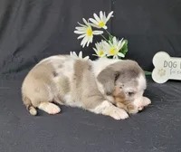 Cissy Dapple piebald AKC, a female Miniature Dachshund for sale in Laurel, IN – Photo 6 of 6