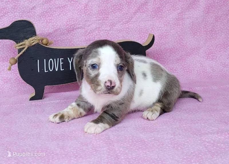 Cissy Dapple piebald AKC – Miniature Dachshund puppy on hold in Laurel, IN