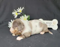 Cissy Dapple piebald AKC, a female Miniature Dachshund for sale in Laurel, IN – Photo 4 of 6