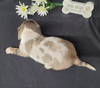 Cissy Dapple piebald AKC, a female Miniature Dachshund for sale in Laurel, IN – Photo 5 of 6