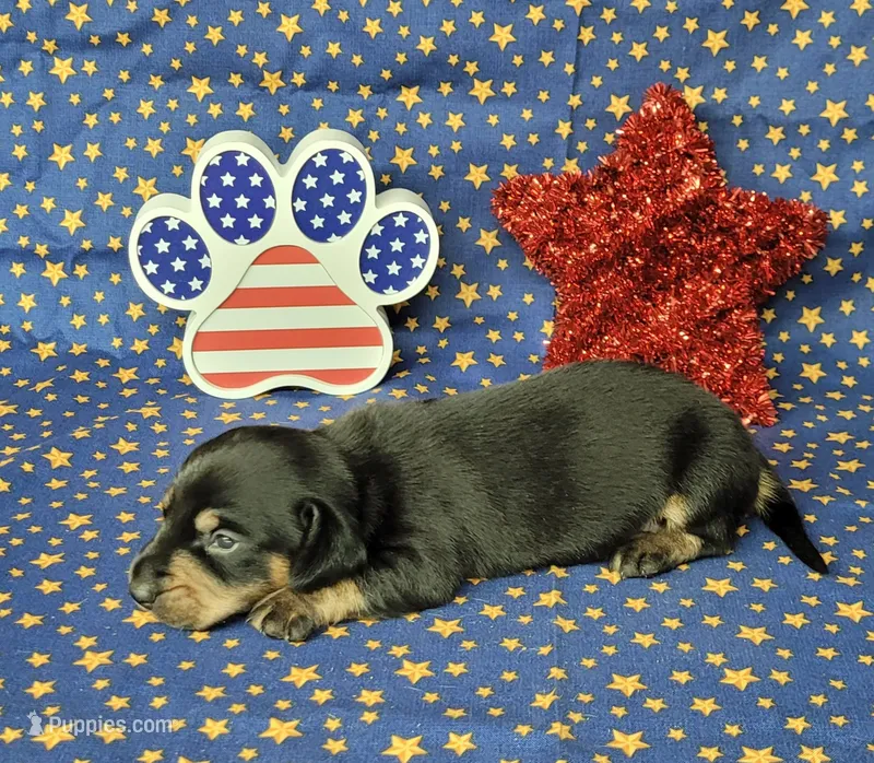 AKC "Levi" purebred – Miniature Dachshund puppy for sale in Laurel, IN