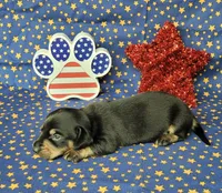 AKC "Levi" purebred, a male Miniature Dachshund for sale in Laurel, IN – 1 of 6
