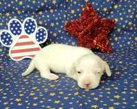 AKC Laci Cream female, a female Miniature Dachshund for sale in Laurel, IN – 8 of 8