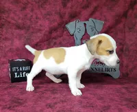 Jinx purebred JRT , a female Jack Russell Terrier for sale in Laurel, IN – 4 of 5