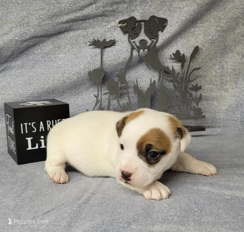 NASH CKC Reg purebred – Jack Russell Terrier puppy for sale in Laurel, IN