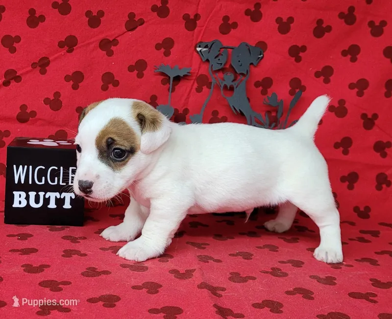 NASH CKC Reg purebred – Jack Russell Terrier puppy for sale in Laurel, IN