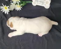 NASH CKC Reg purebred, a male Jack Russell Terrier for sale in Laurel, IN – Photo 7 of 7