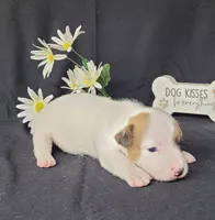 NASH CKC Reg purebred, a male Jack Russell Terrier for sale in Laurel, IN – Photo 6 of 7