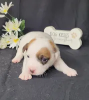 NASH CKC Reg purebred, a male Jack Russell Terrier for sale in Laurel, IN – Photo 4 of 7