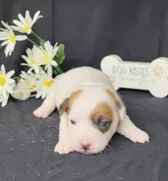 NASH CKC Reg purebred, a male Jack Russell Terrier for sale in Laurel, IN – Photo 3 of 7